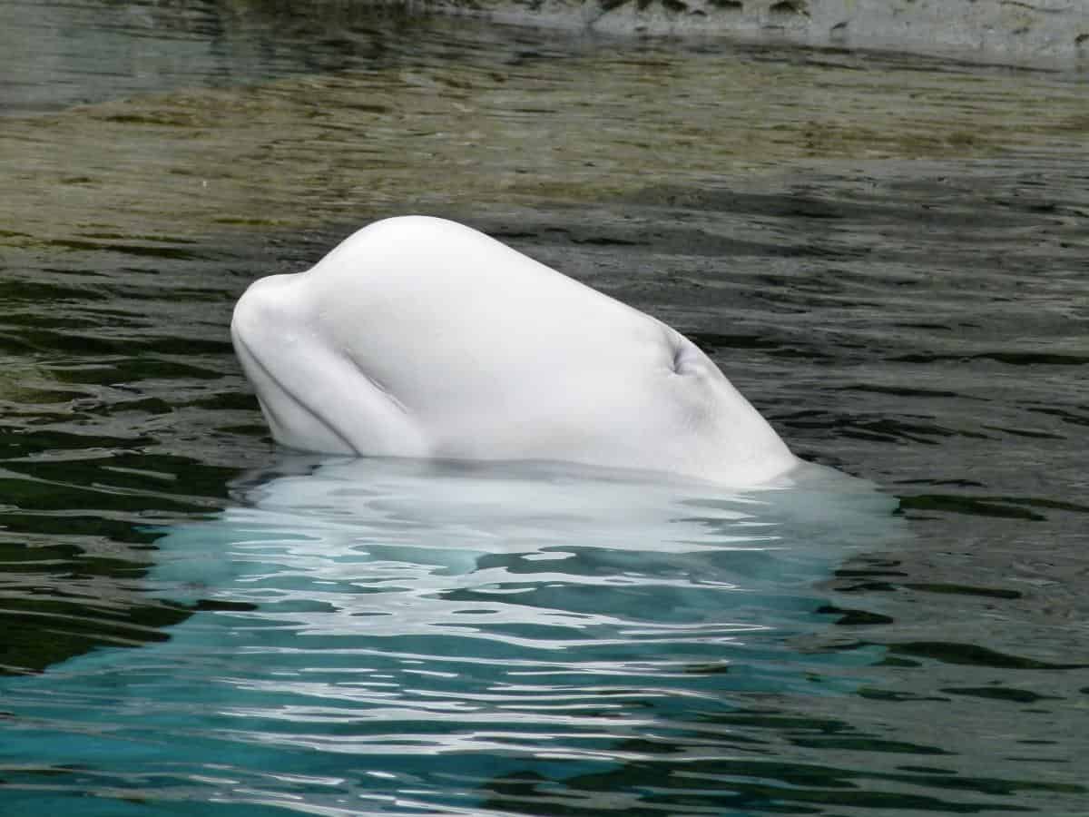 rare Beluga whales live in the far North of Greenland