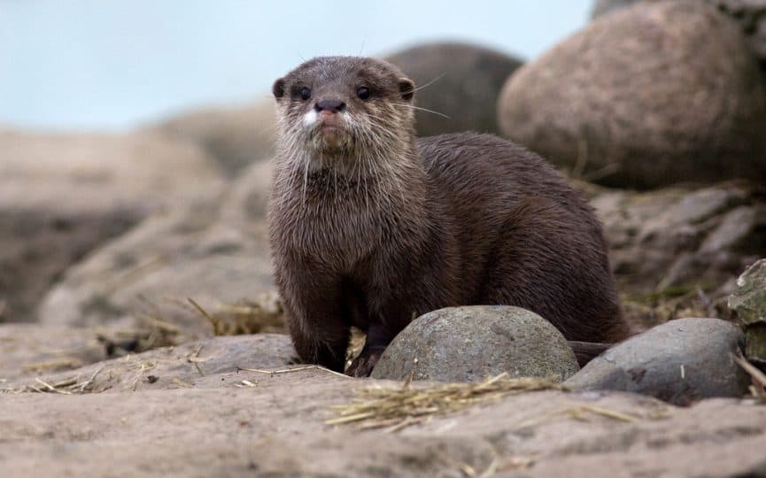 Otters in Scotland are very shy