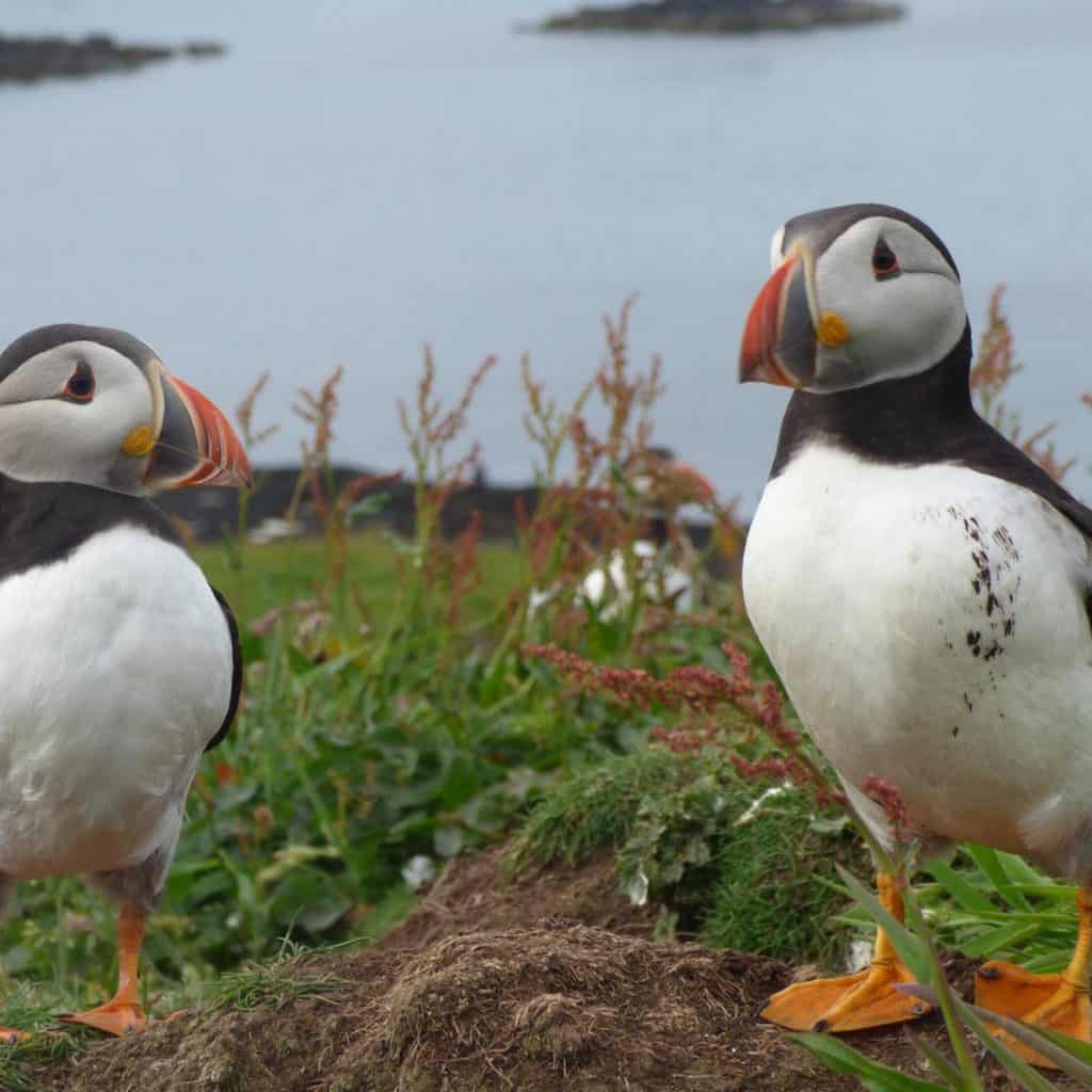 Puffins on the cliff tops of Skye. 