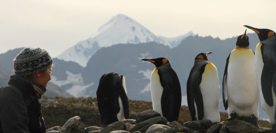 King penguins in St Andrews Bay, South Georgia