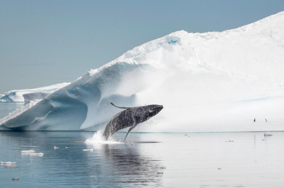 Humpback whale leaping in Antarctica. Photo by Jordi Plana.