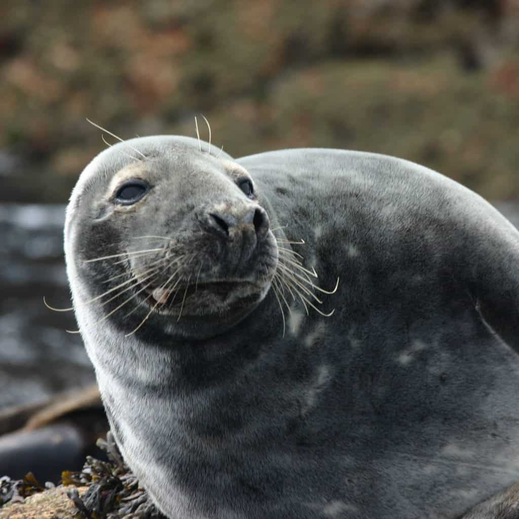 Isles of Scilly Seal! By Will Wagstaff