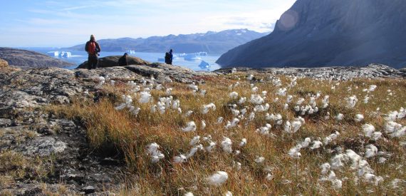 Cotton grass and icebergs in Greenland