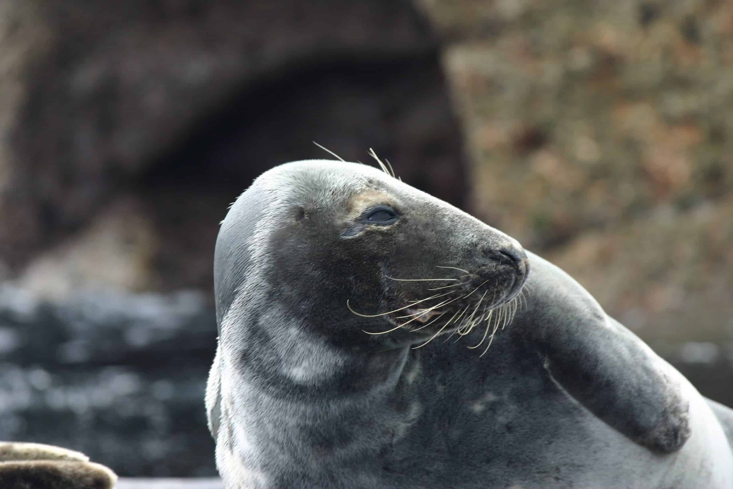 Cornwall Wildlife Classic Sailing