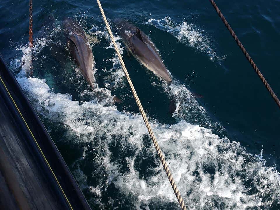 Dolphins alongside Pilgrim Brixham Trawler 