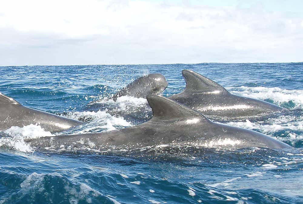 pilot whales in the Canaries