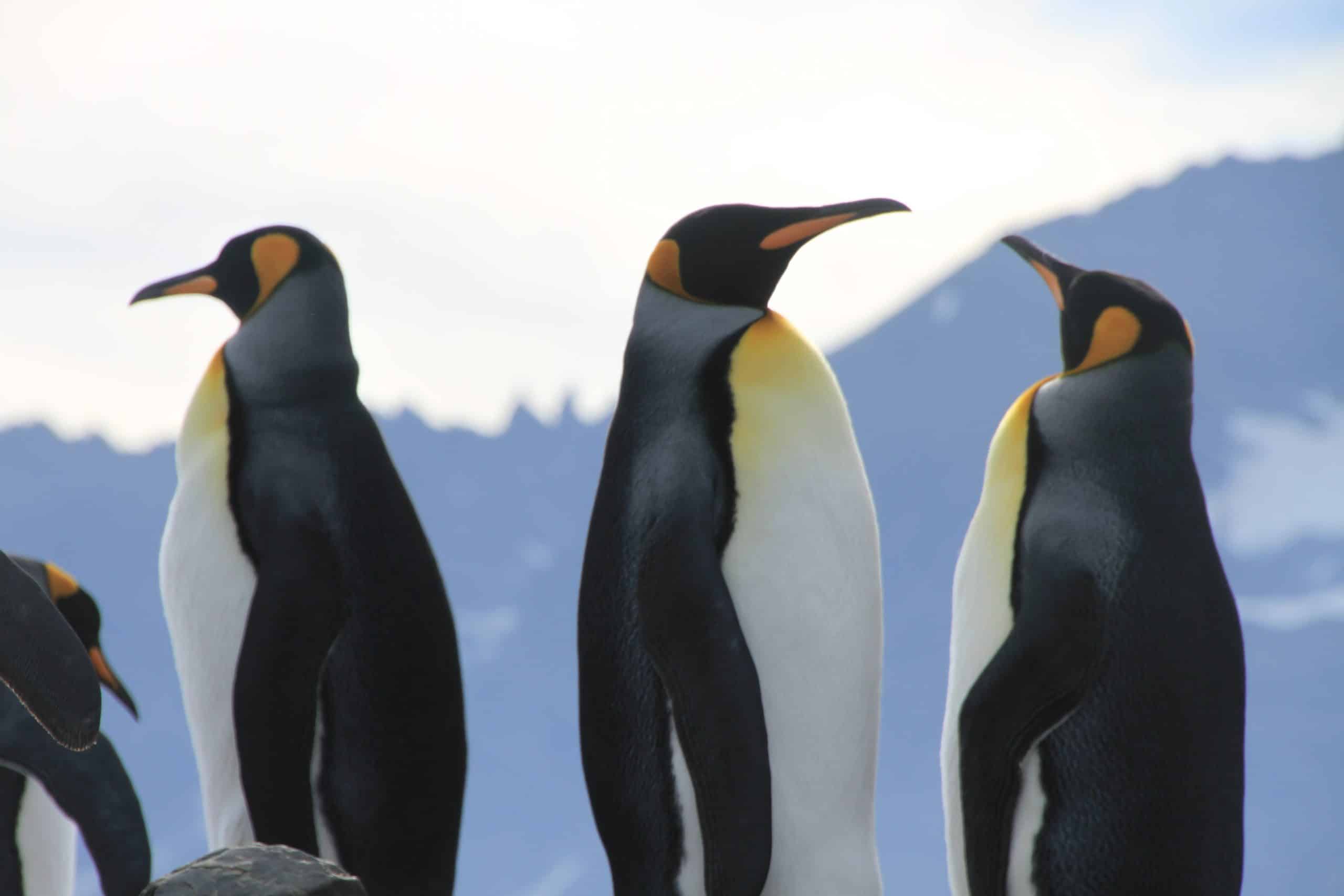 King Penguins standing tall