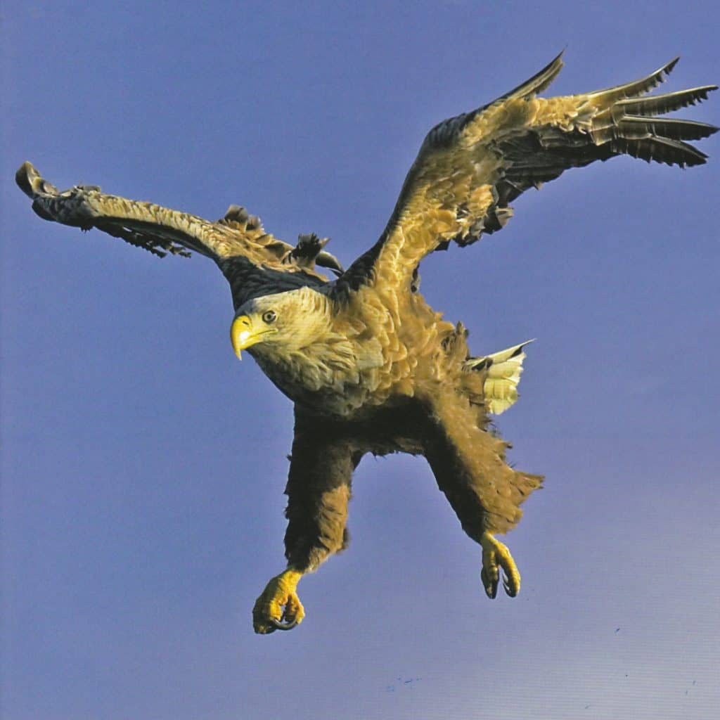 sea eagle flying near mull in scotland.
