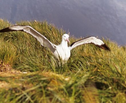 Albatross in South Georgia. Unforgettable sailing holidays