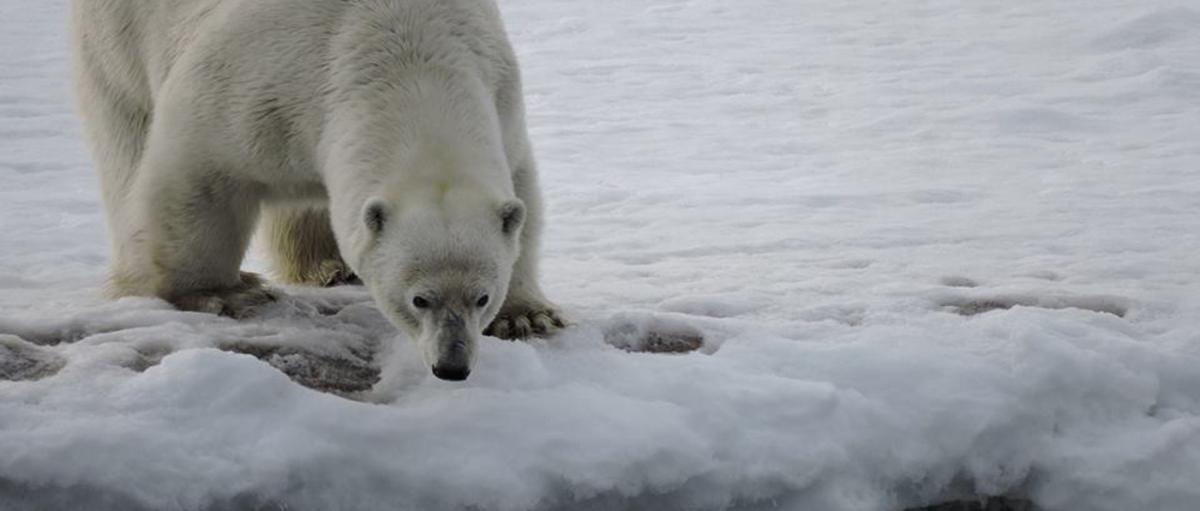 Hungry Polar Bear. The expert wildlife guides are there to keep you safe