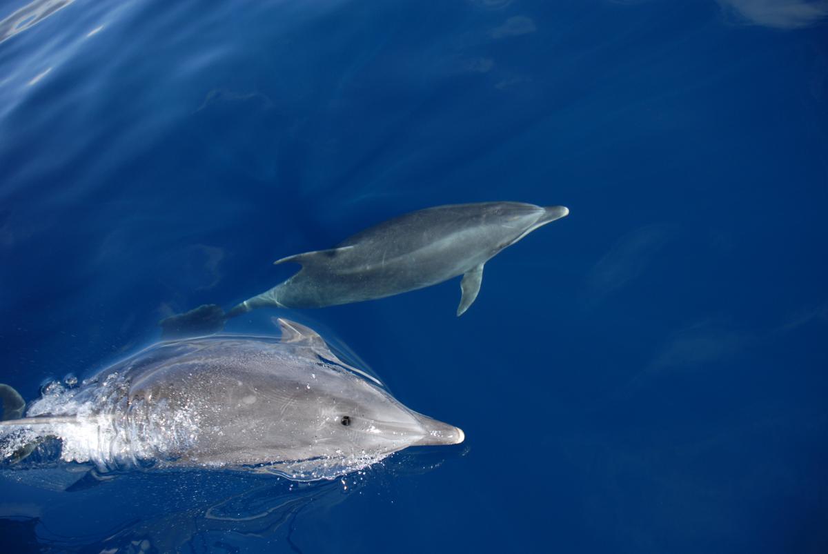dolphins under a sailing ship bows by Volker