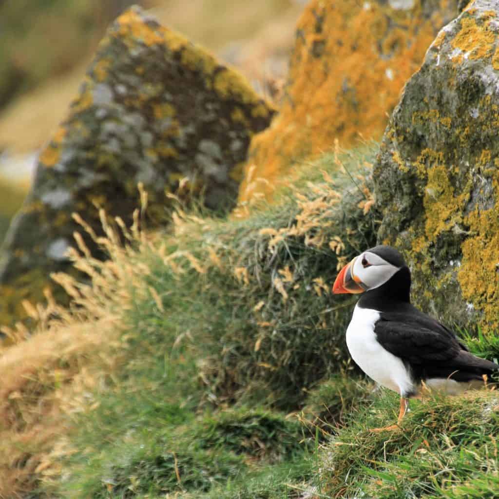 Puffin in the grass.  May is a great time of year to see puffins on a sailing holiday with Classic Sailing