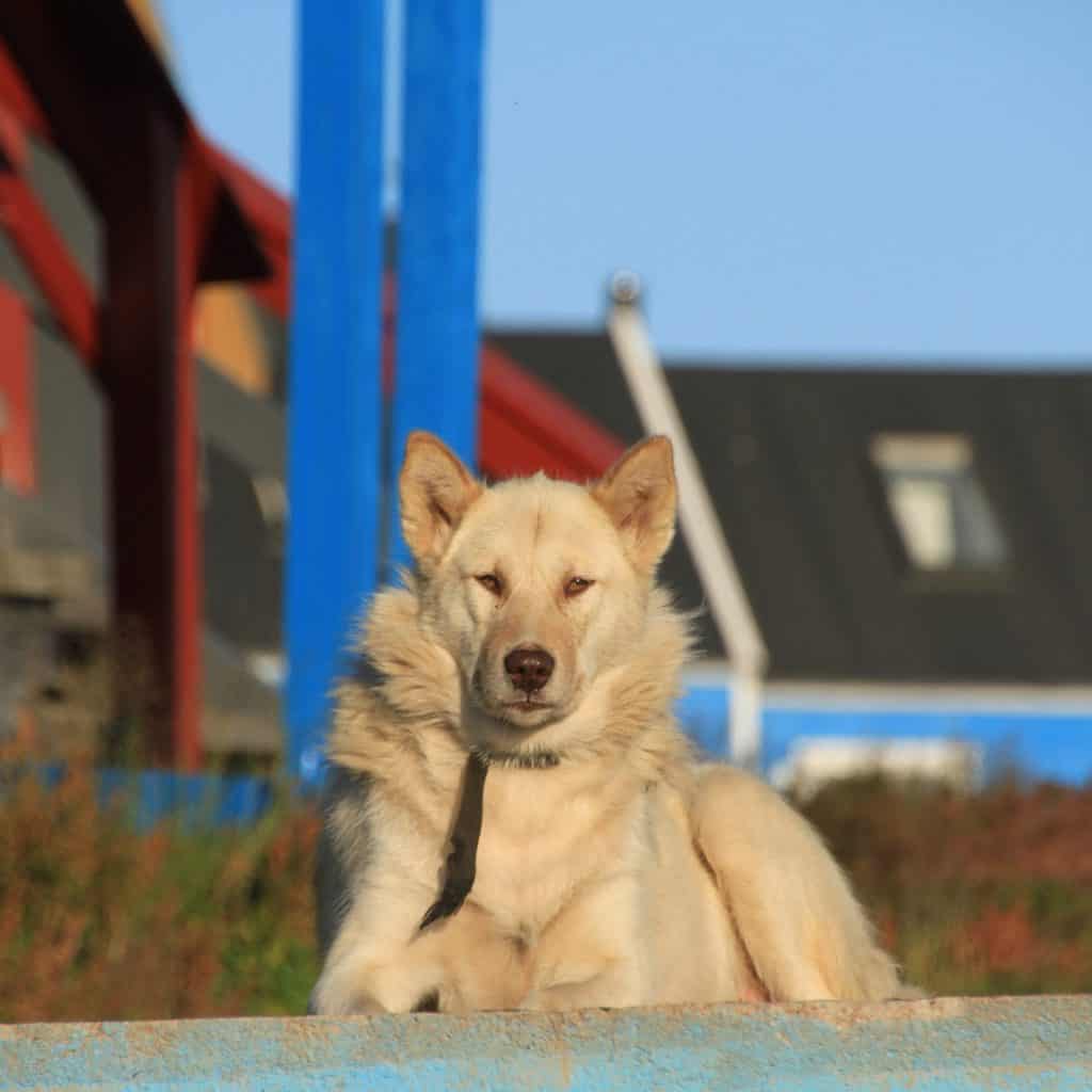 greenland Husky waiting for winter