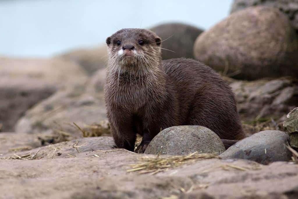 See otters in Scotland in May on a sailing holiday.