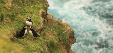 Puffins on Unst