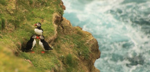 Puffins on Unst
