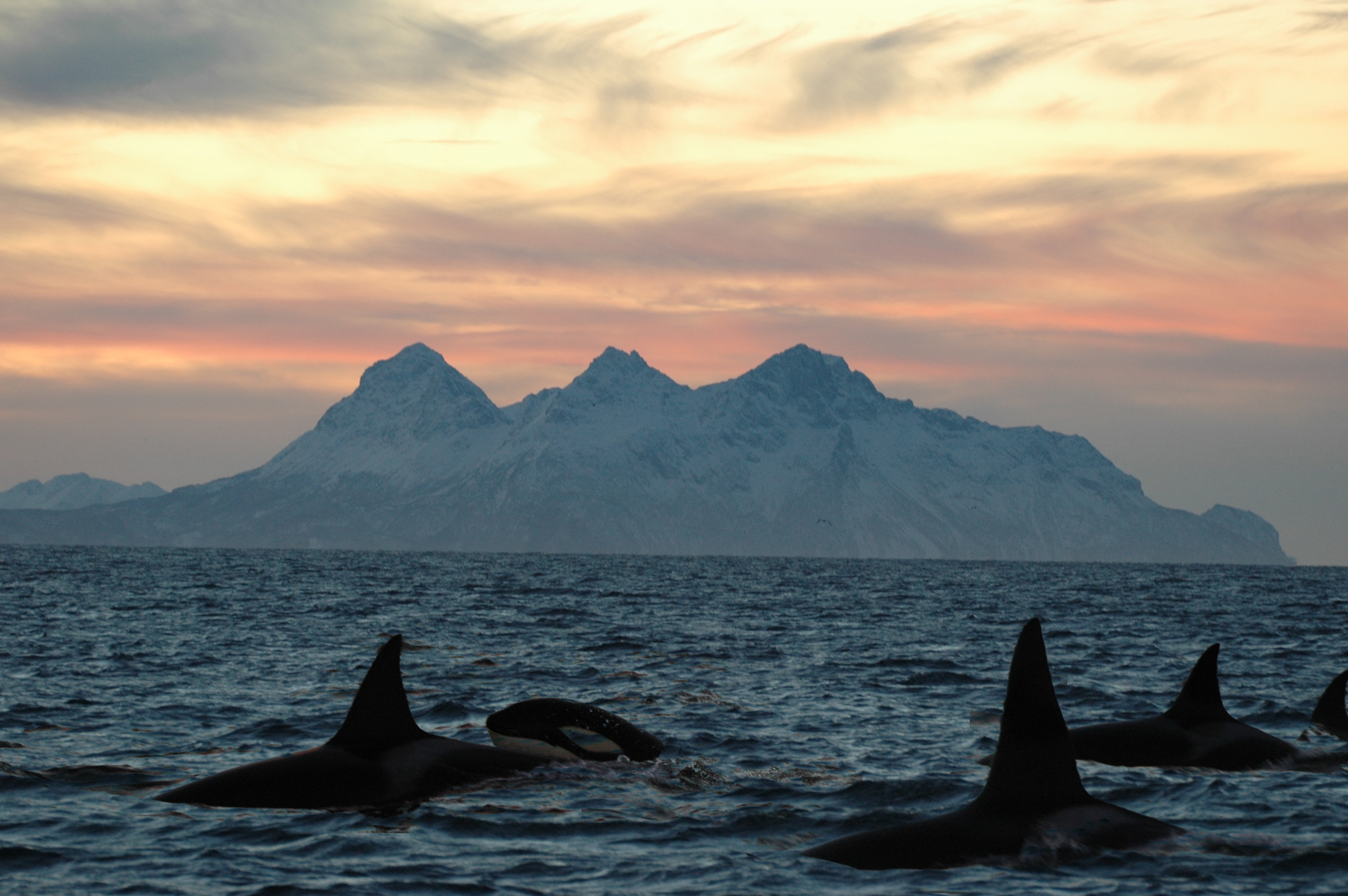 Orca whale spotting in lofoten Isles on tall ship Antigua