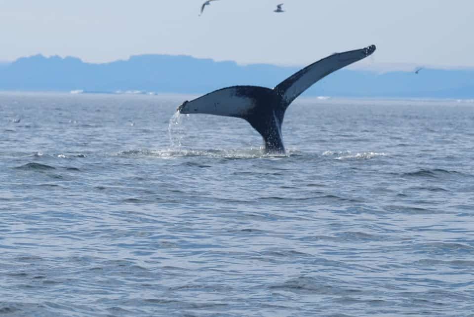 A whale's tail fluking in the sea off Greenland, with seabirds overhead, viewed from the deck of a traditional sailing ship. 