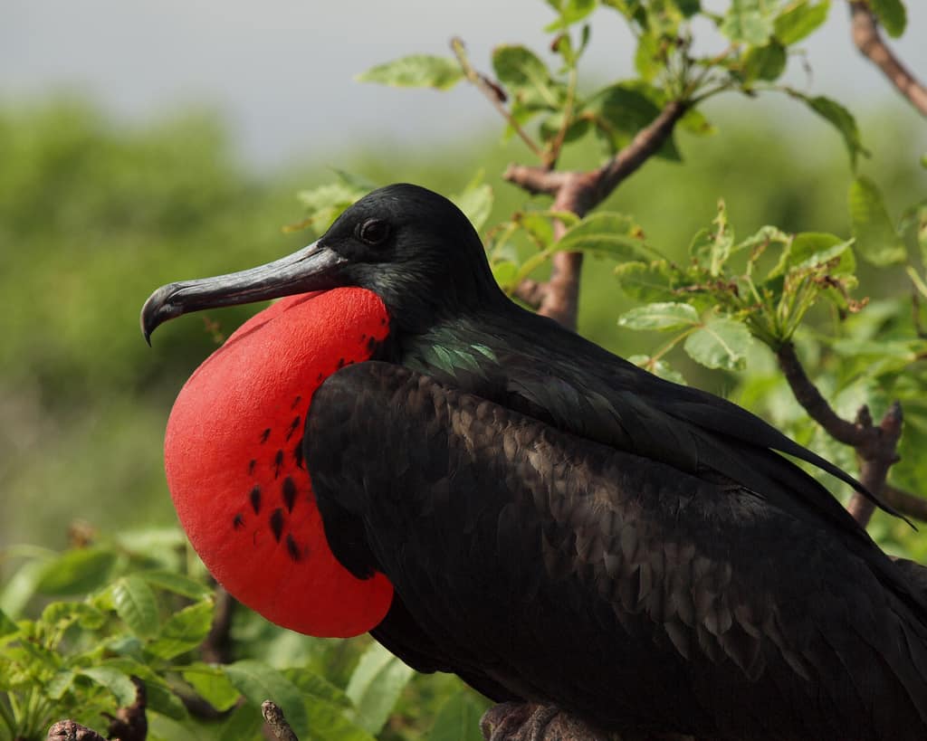 frigate birds, coral reef and ships boats