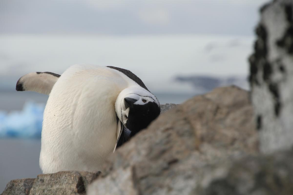 Chinstrap Penguins in South Shetland