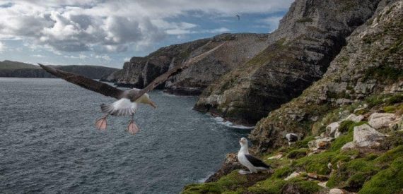 albatross in the falklands