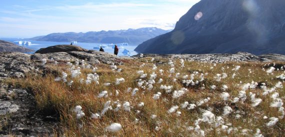 cotton grass and trekking in greenland