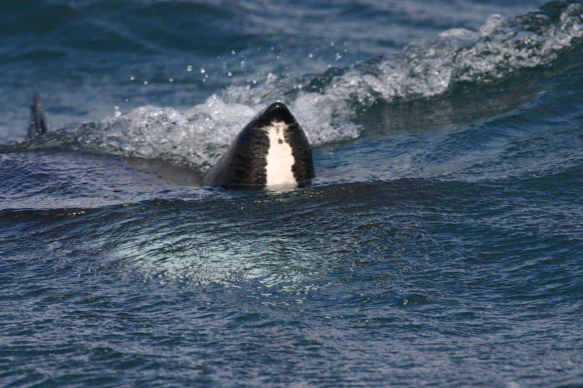Cornish basking shark coming towards you
