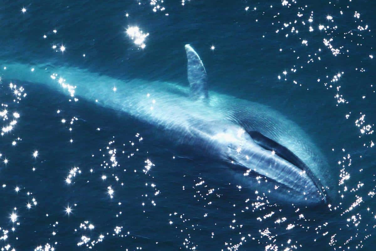 Blue whale surfacing next to the boat