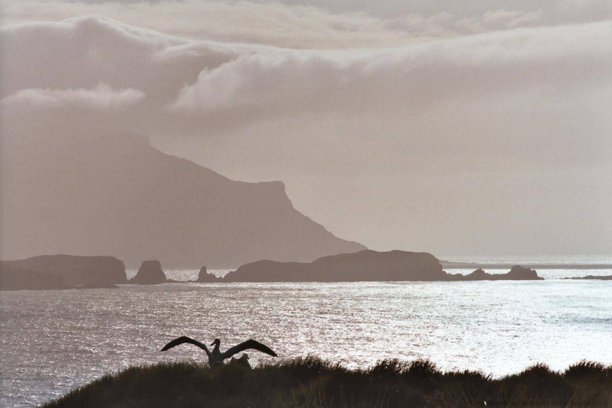 Wandering Albatross on Prion Island. Photo Debbie Purser