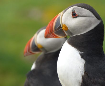 Watch Puffins by day but return aboard as the afternoon ends.