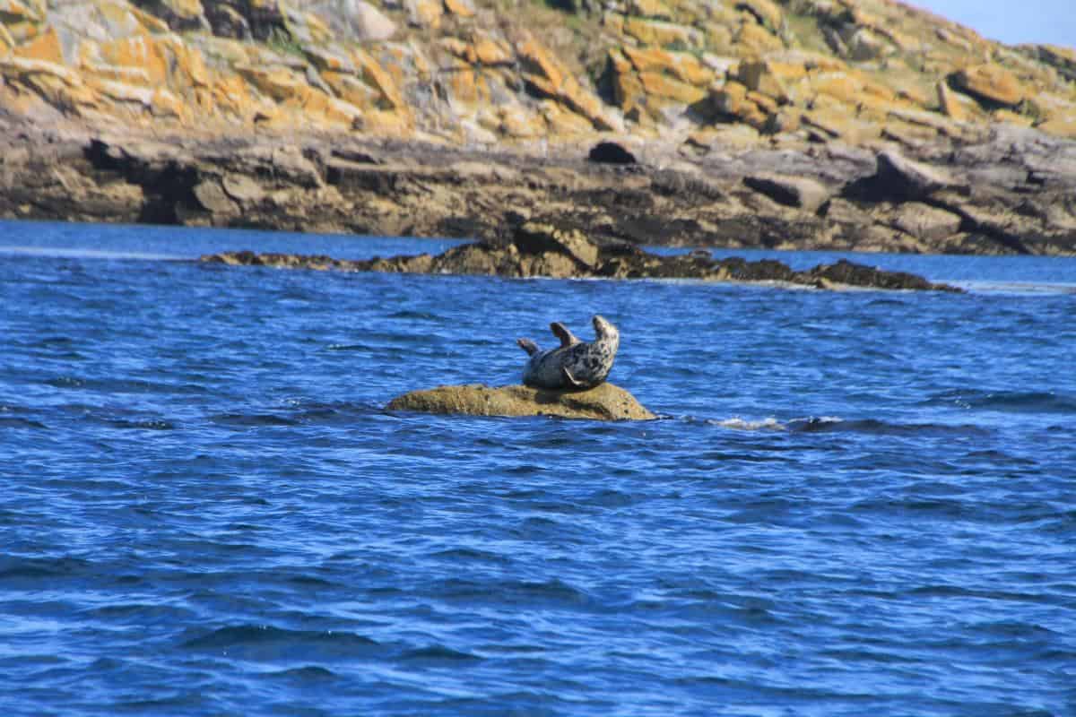 Seal in the Eastern Rocks, Scilly.