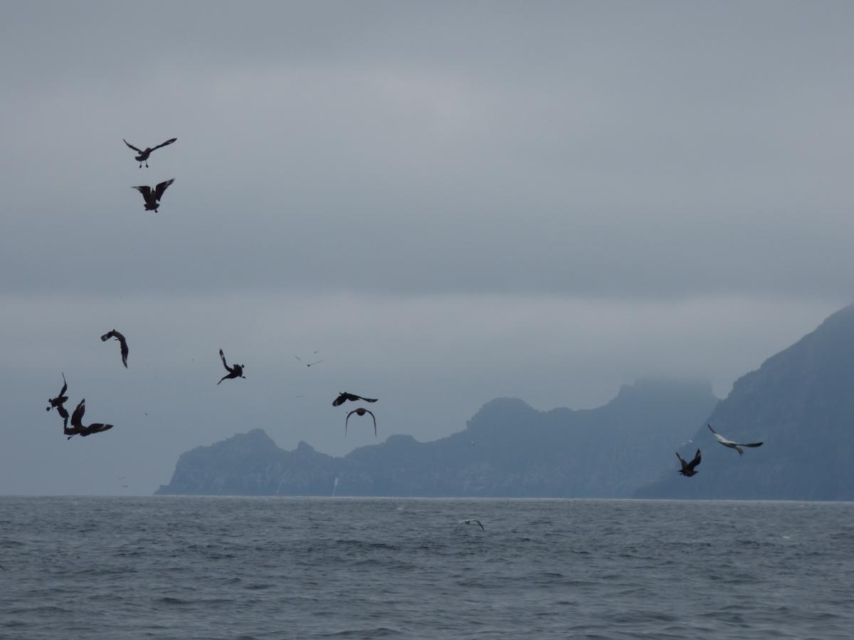 Arctic Skua's attack on gannets