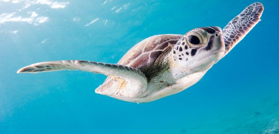 Snorkel with turtles - The Caribbean on a Tall Ship Sailing Morgenster with Classic Sailing