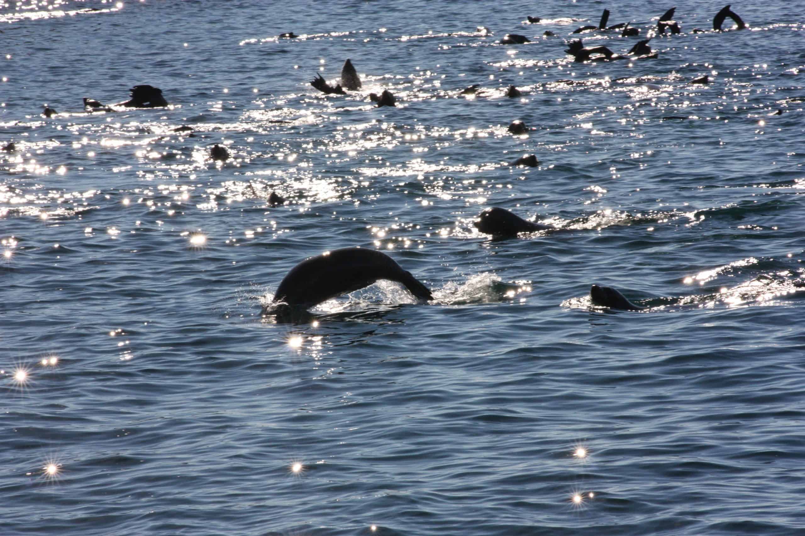 Fish birds seas Golfo de Ancud Chile by Adam Purser