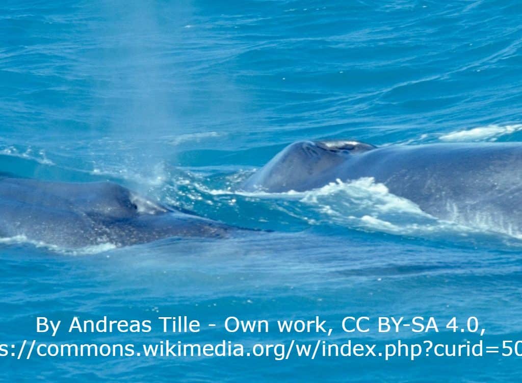 Mother and calf Blue Whale