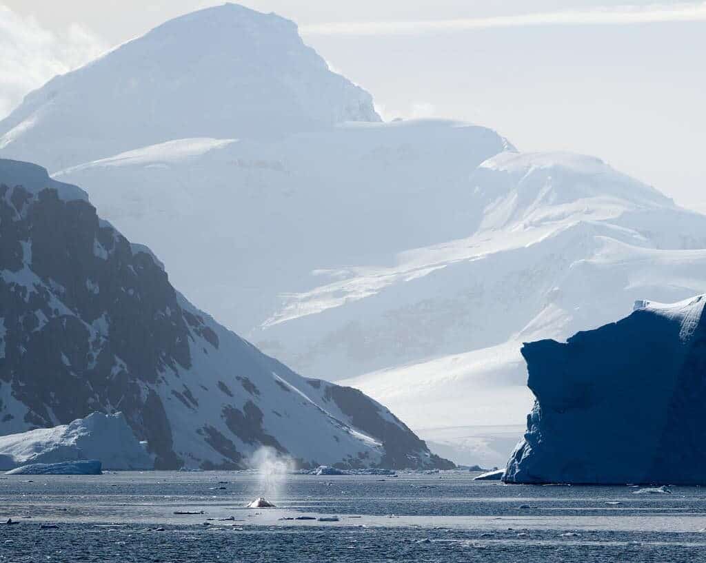 Tecla antarctic landscape whale blow