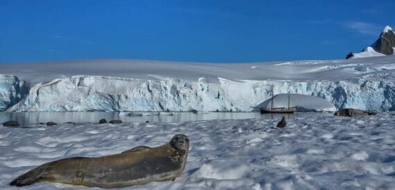 Tecla seal antarctica snowy landscape. Sailing adventures with Classic Sailing
