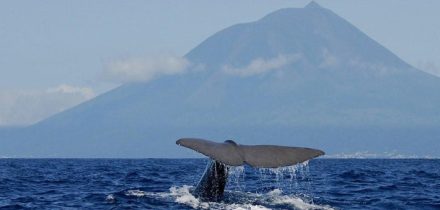 Santa Maria Manuela whale fluke tail