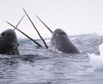 A group of narwhals with their tusks out of the water in a grey sea, with ice behind. See Arctic wildlife from a traditional sailing ship with a polar adventure holiday through Classic Sailing