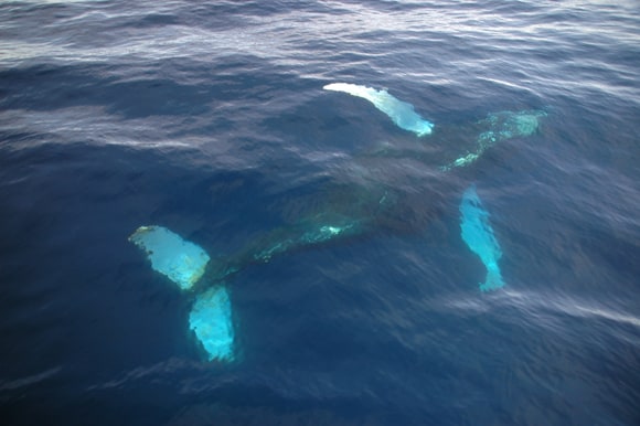 Whales depend on the open ocean for good and migration.  