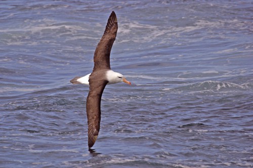 Sea birds such as the albatross depend on the rich fish stocks within the High Seas areas.