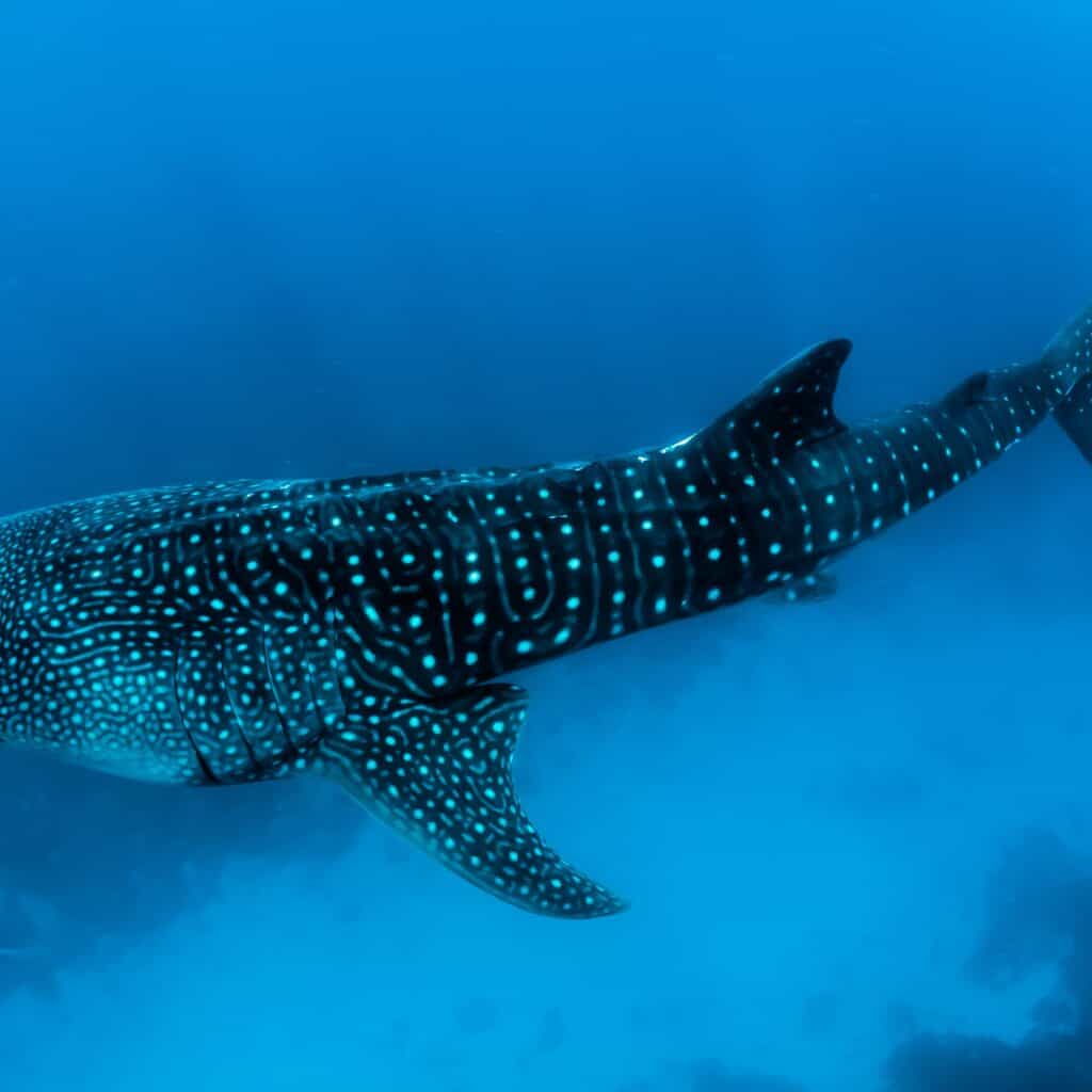 Filter feeders such as the Whale Shark feed on the oceanic plankton found within the deep oceans