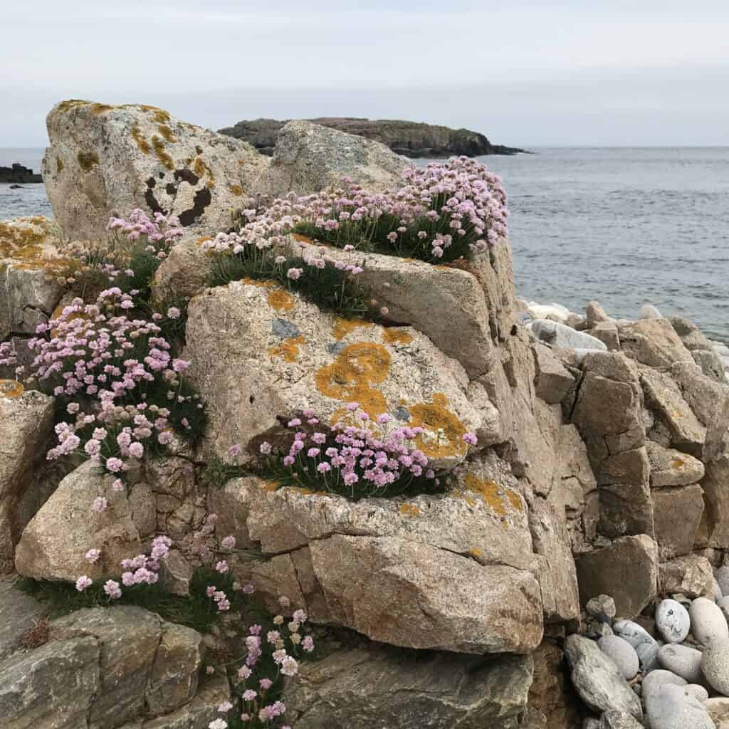 Sea Pinks - Thrift and moss on rock at Vogans Voe