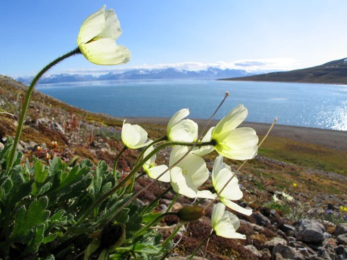 Svalbard poppy