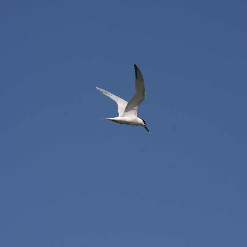 An arctic tern flying against blue sky