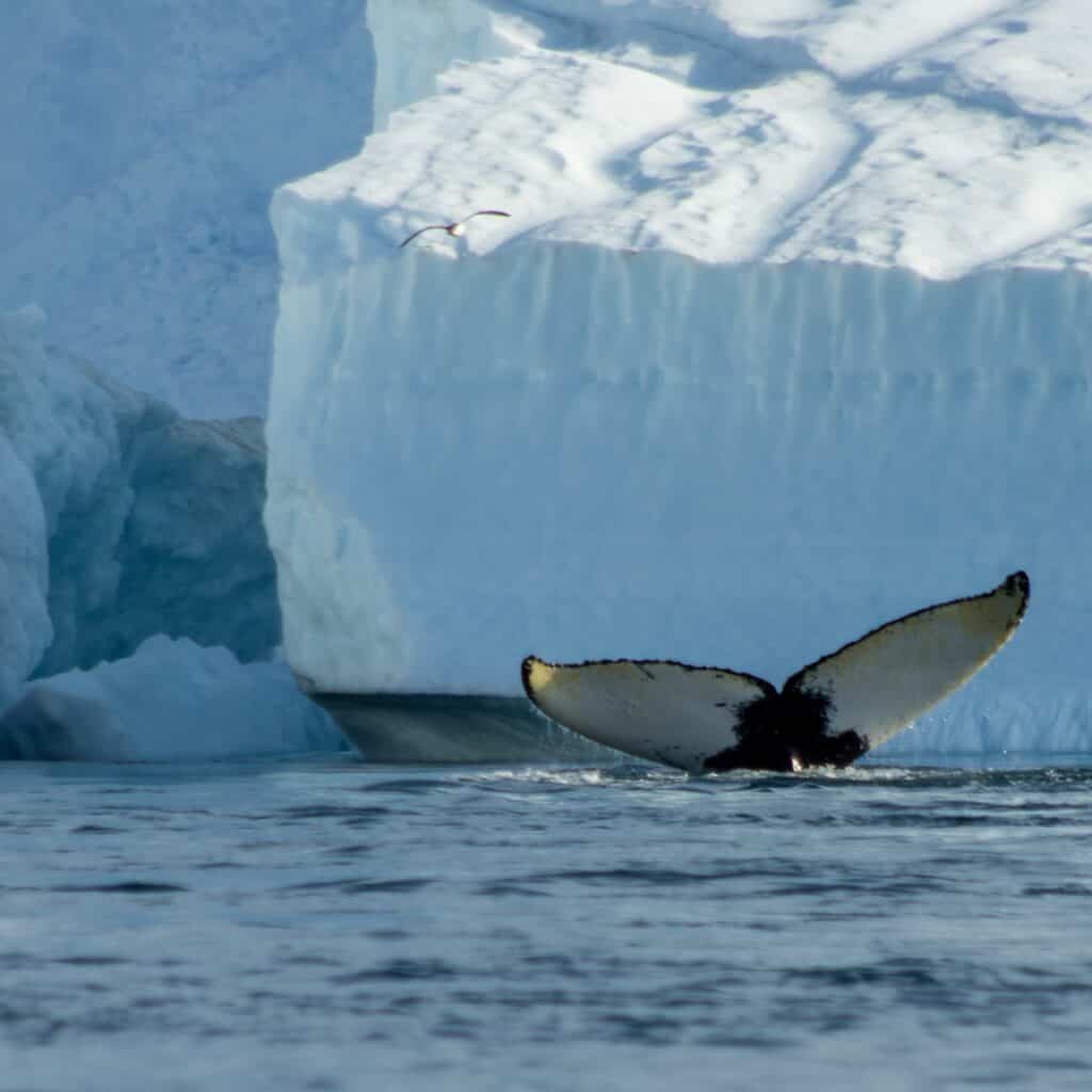 The tail of a humpback whale disappearing below the water in Disko Bay, Greenland. You can sail there with Classic Sailing