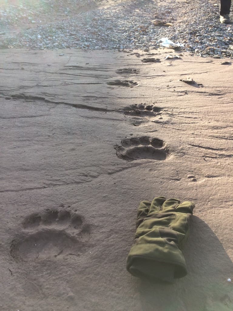 Polar bear prints in the snow on Svalbard. Join a trip to Svalbard with Classic Sailing.