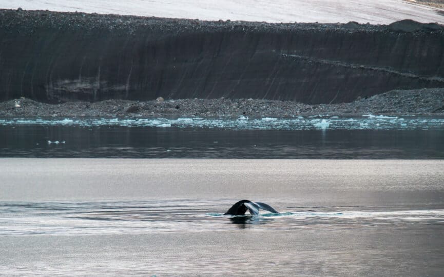 A whale's tail with the cold rocky shore of Svalbard in the background. Arctic expeditions with Classic Sailing