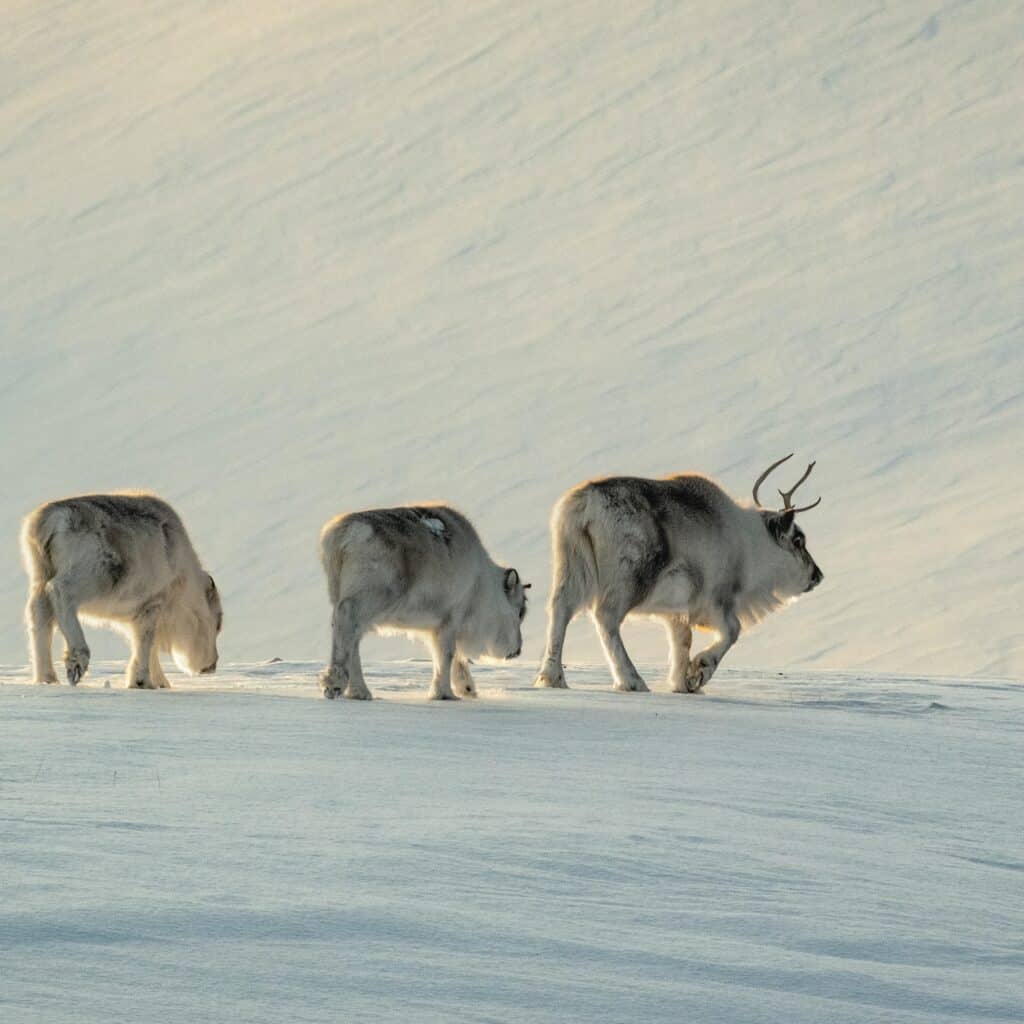 Three reindeer on a snowy landscape. See a host of wildlife on Svalbard during a citizen science expedition with classic sailing.