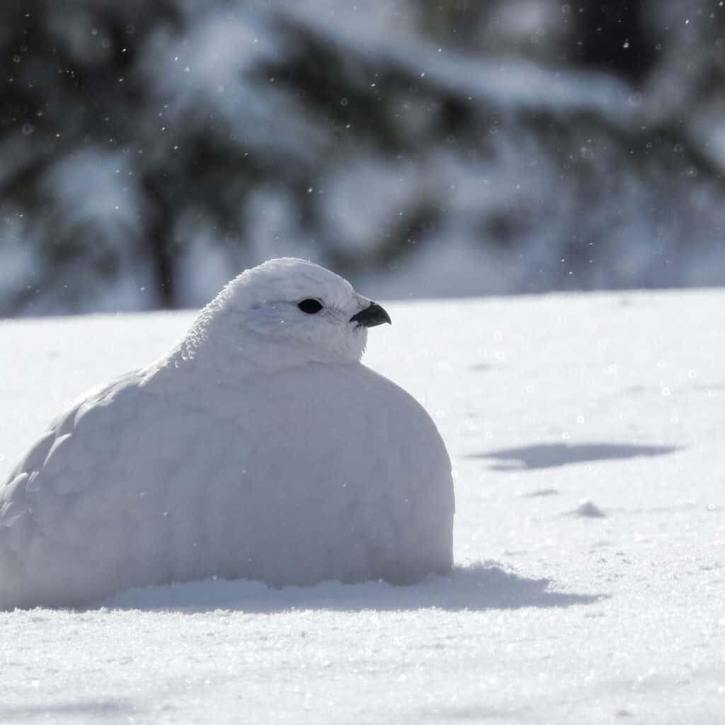 A rock ptarmigan in winter plumage, sat in the snow. 